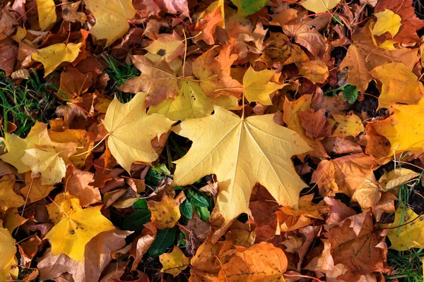 Foglia Acero Giallo Brillante Foglie Cadute Secche Fondo Autunno — Foto Stock