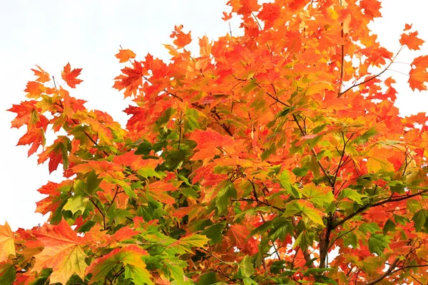 Piękne Jesienne Drzewo Klonowe Jasnych Kolorowych Liści — Zdjęcie stockowe