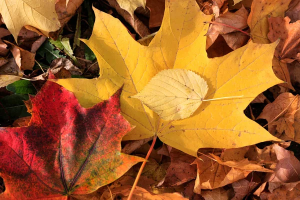 Luminose Foglie Autunnali Colorate Sdraiate Terra Primo Piano Sfondo Naturale — Foto Stock