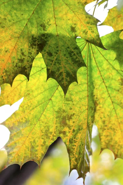 Akçaağaç Yapraklarının Parlak Sonbahar Yaprakları Yakın Dokular — Stok fotoğraf