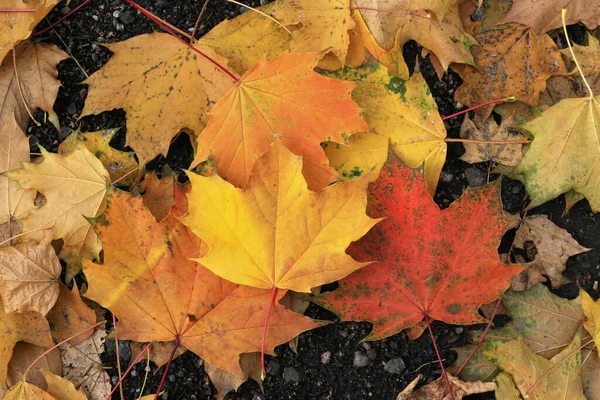 Bright Colorful Leaves Maple Lying Ground Close Natural Autumn Background — Stock Photo, Image