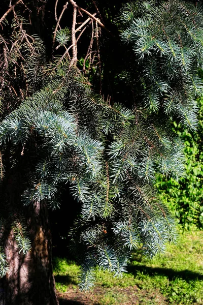 Prachtige Takken Van Naaldbomen Met Verse Groene Spruiten Zonlicht Close — Stockfoto