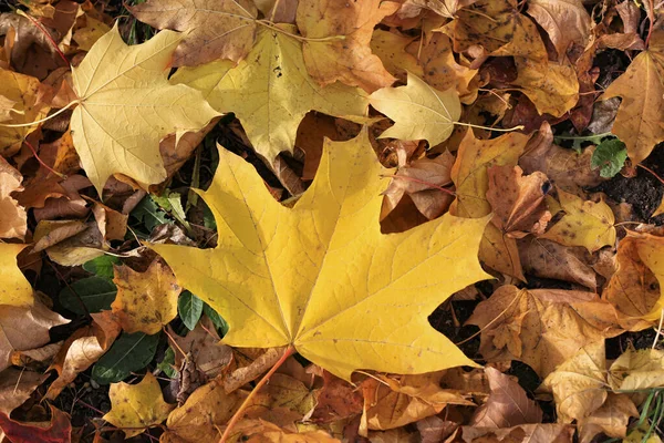 Foglia Acero Giallo Brillante Autunnale Sullo Sfondo Delle Foglie Secche — Foto Stock