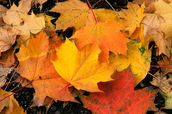 Ljusa Färgglada Löv Lönn Ligger Marken Närbild Naturlig Höst Bakgrund — Stockfoto