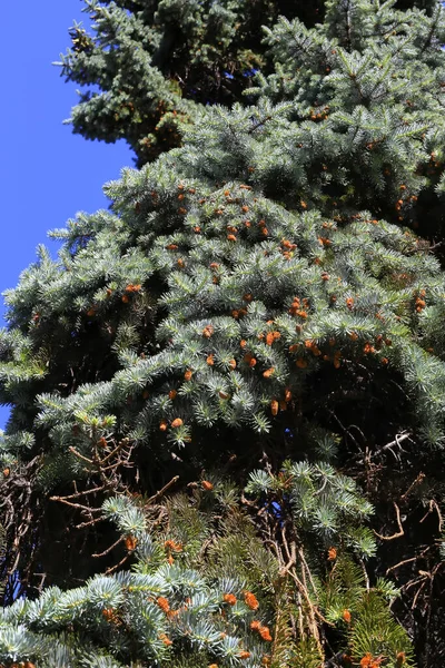 Filialer Barrträd Solljus Mot Den Klarblå Himlen Närbild — Stockfoto