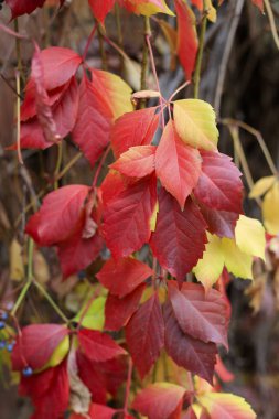 Bakire üzümlerin parlak sonbahar yaprakları, yakın plan.