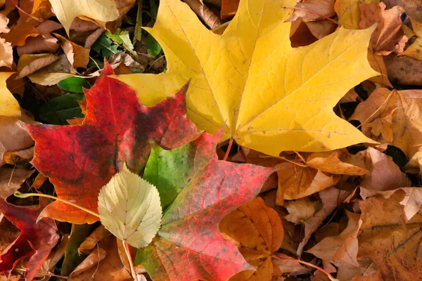 Luminose Foglie Autunnali Colorate Sdraiate Terra Primo Piano Sfondo Naturale — Foto Stock