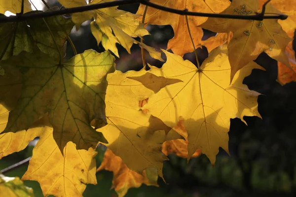 Bright Autumn Foliage Maple Tree Glowing Sunlight Close — Stock Photo, Image