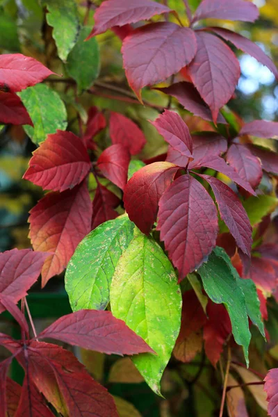 Heldere Kleurrijke Herfstbladeren Van Jonge Druiven Anderen Close — Stockfoto