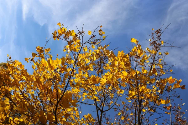 Sonbahar Akçaağaç Ağacının Güzel Sarı Yaprakları Mavi Gökyüzüne Karşı — Stok fotoğraf