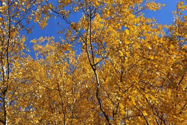 Beautiful Bright Yellow Foliage Autumn Birch Tree Blue Sky — Stock Photo, Image
