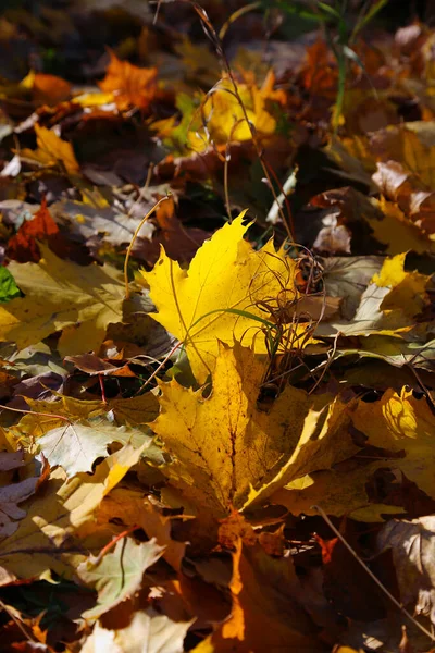 Sonbahar Akçaağacının Parlak Renkli Yaprakları Güneş Işığıyla Aydınlanır — Stok fotoğraf