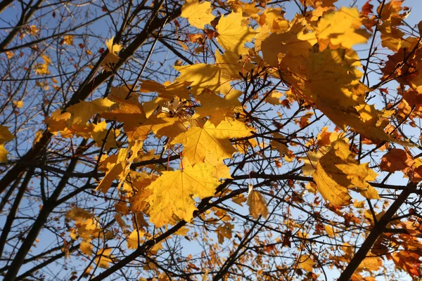 Schöne Leuchtend Gelbe Blätter Des Herbst Ahornbaums Gegen Den Blauen — Stockfoto