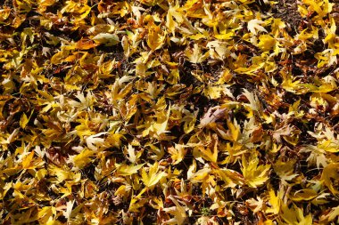 Parlak sarı yapraklar yerde yatıyor, yakın plan, doğal sonbahar arkaplanı.