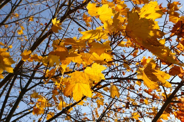 Zweige Eines Schönen Herbst Ahornbaums Mit Leuchtend Gelben Blättern Gegen — Stockfoto