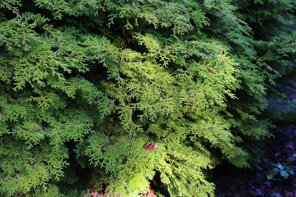 Bright Green Thuja Branches Lit Sunlight Close Nature Background — Stock Photo, Image