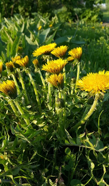 Dientes León Amarillo Brillante Floreciendo Primavera Iluminado Por Sol —  Fotos de Stock