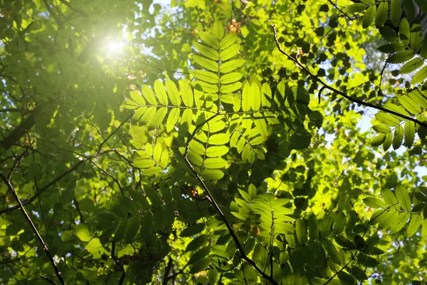Čerstvé Zelené Listy Stromu Rwanu Osvětlené Sluncem Detailní Záběr — Stock fotografie