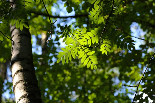 Feuilles Vertes Fraîches Rowan Éclairées Par Soleil Gros Plan — Photo