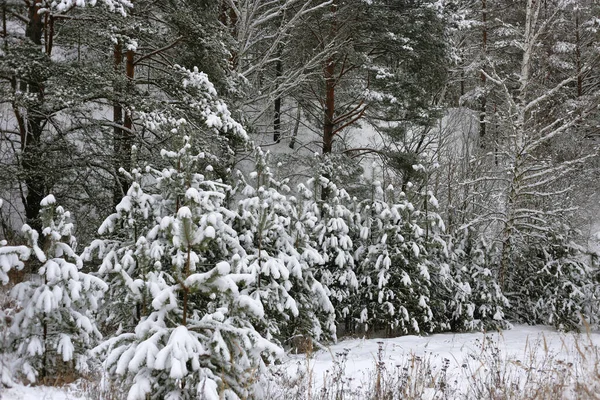 雪に覆われた針葉樹の木と美しい冬の風景 — ストック写真