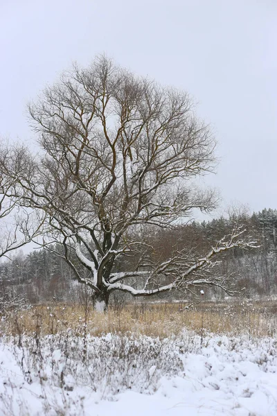 Schöne Winterlandschaft Mit Bäumen Ohne Laub — Stockfoto