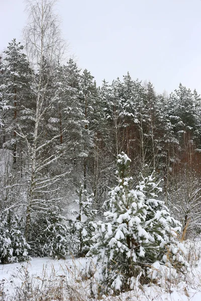 雪に覆われた木々と美しい冬の風景 — ストック写真