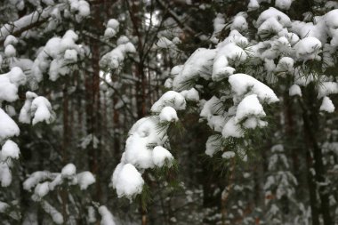 Kış kozalaklı ağaçların çeşitli dalları vardır.