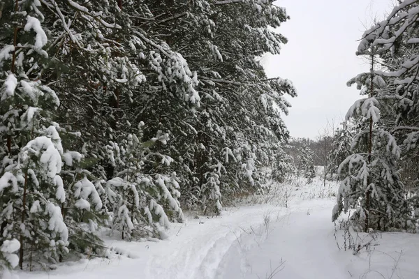 Красивый Зимний Пейзаж Заснеженными Елками Лыжней — стоковое фото