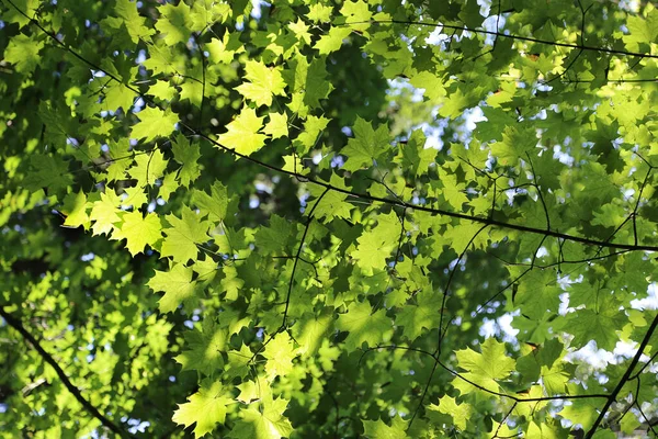 鲜亮的绿叶 枫树在阳光下闪闪发光 特写自然背景 — 图库照片