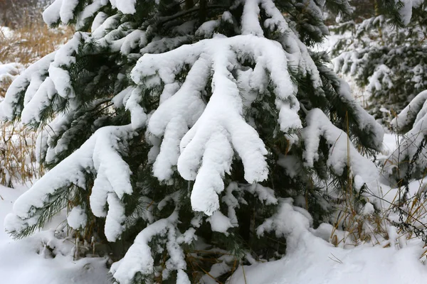覆盖着积雪的冬季松树枝条 — 图库照片