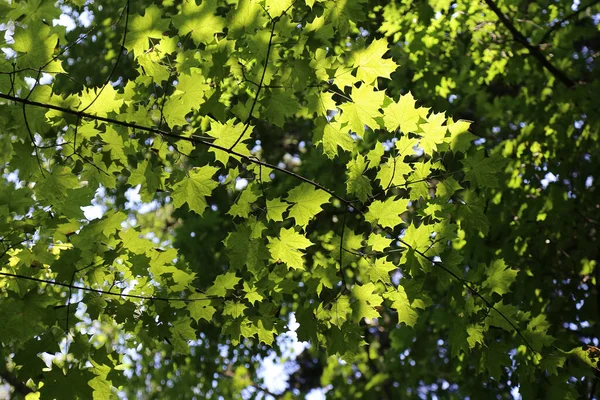 Färska Ljusa Gröna Blad Lönn Glödande Solljus Närbild Naturlig Bakgrund — Stockfoto