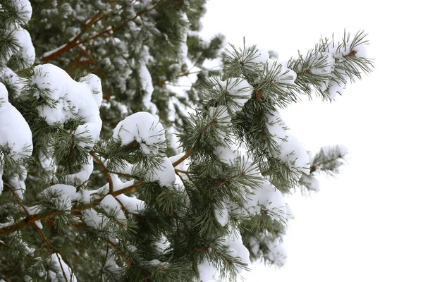 白地に雪に覆われた冬の針葉樹の枝 — ストック写真