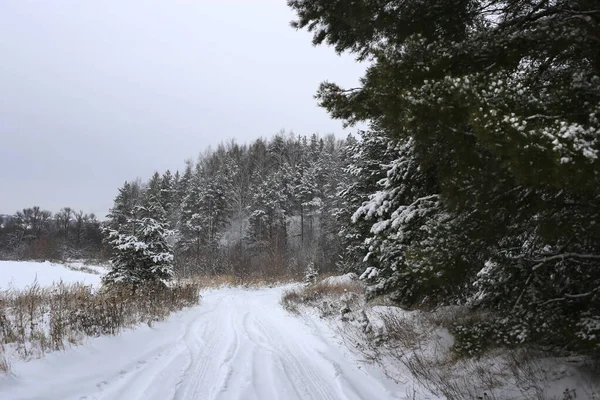 雪に覆われたモミの木や道路と曇りの冬の風景 — ストック写真