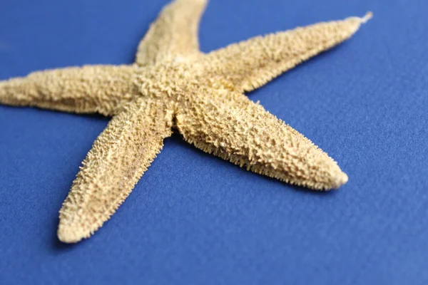 Dry Starfish Close Blue Paper Background Soft Focus — Stock Photo, Image