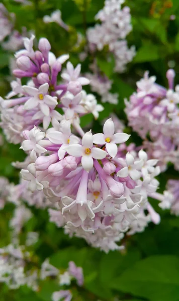 Filial Våren Lila Buske Med Vackra Blommor Närbild — Stockfoto