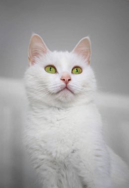 Karakterli yeşil gözlü beyaz angora kedisi portresi 