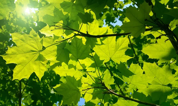 Folhagem Bordo Verde Fresca Iluminada Pela Luz Solar Brilhante Close — Fotografia de Stock