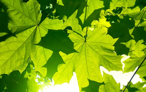 Folhagem Bordo Verde Fresca Iluminada Pela Luz Solar Brilhante Close — Fotografia de Stock