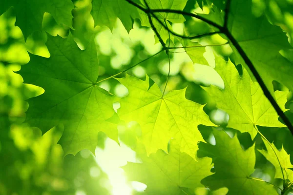 明るい日差しに照らされた新緑のカエデの葉 クローズアップ — ストック写真