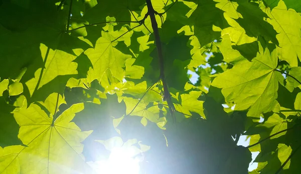 Čerstvé Zelené Javorové Olistění Osvětlené Jasným Slunečním Světlem Detailní Záběr — Stock fotografie