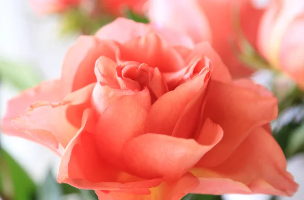 美しい繊細なピンクのバラの花 柔らかい焦点 クローズアップ自然背景 — ストック写真