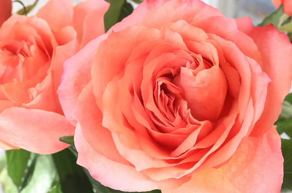 Hermosas Rosas Rosadas Delicadas Primer Plano — Foto de Stock