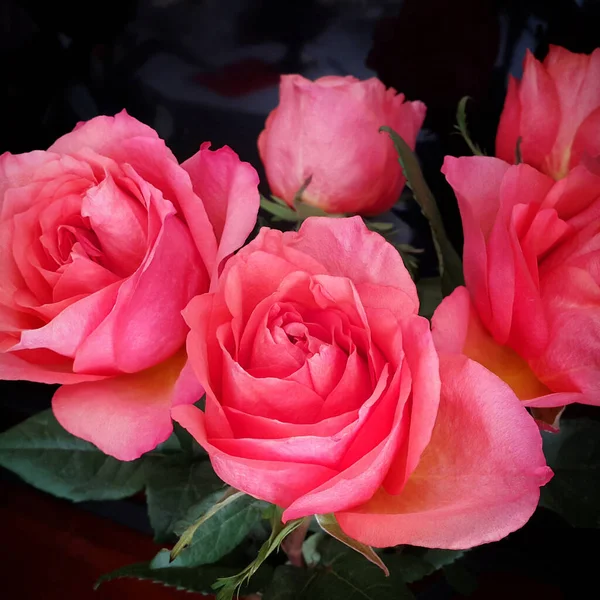 Zbliżenie Piękny Bukiet Delikatnych Róż Różowy — Zdjęcie stockowe