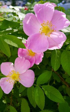 Köpek gülü çalılarının güzel pembe çiçekleri, yakın plan