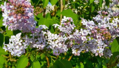 Çiçekler açan leylak çalıları, yakın plan.