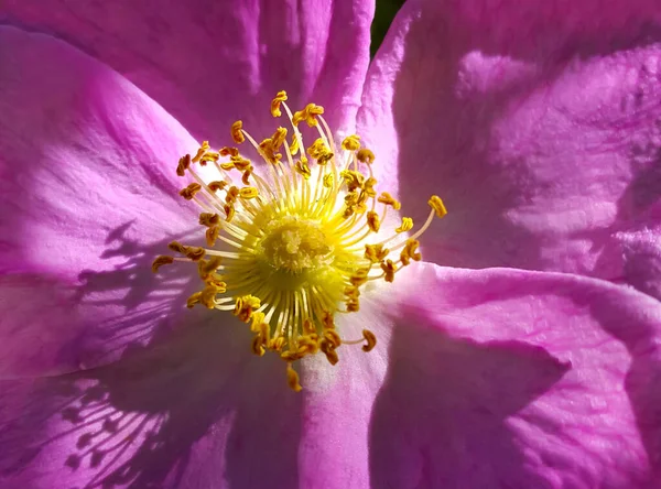 Beautiful Flower Dog Rose Lit Sun Closeup Natural Backgrond — Stock Photo, Image