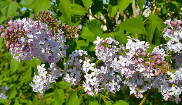 Beautiful Spring Branches Blooming Lilac Bush Close — Stock Photo, Image