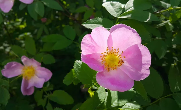 Beautiful Pink Flowers Dog Rose Bush Close — Stock Photo, Image