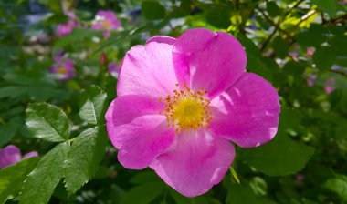 Köpek gülü çalılarının güzel pembe çiçekleri, yakın plan
