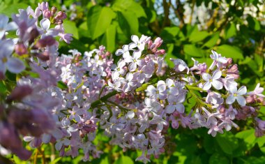 Çiçek açan leylak çalılarının güzel bahar dalları, yakın.